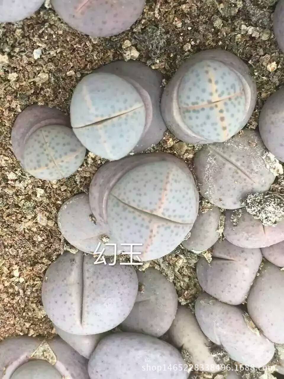 IM电竞