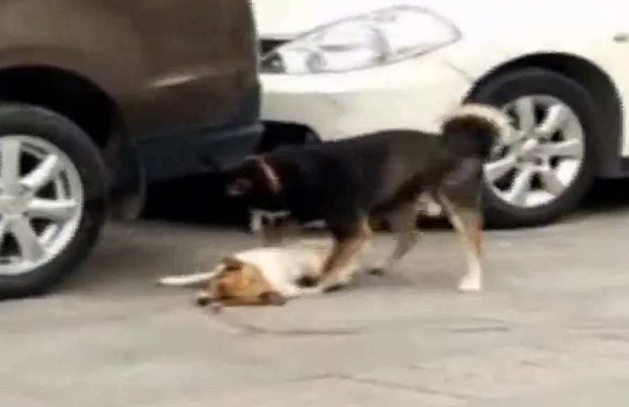 脆皮香蕉的做法_脆皮香蕉怎么做_璐璐小小厨的菜谱:IM电竞(图2) IM电竞平台